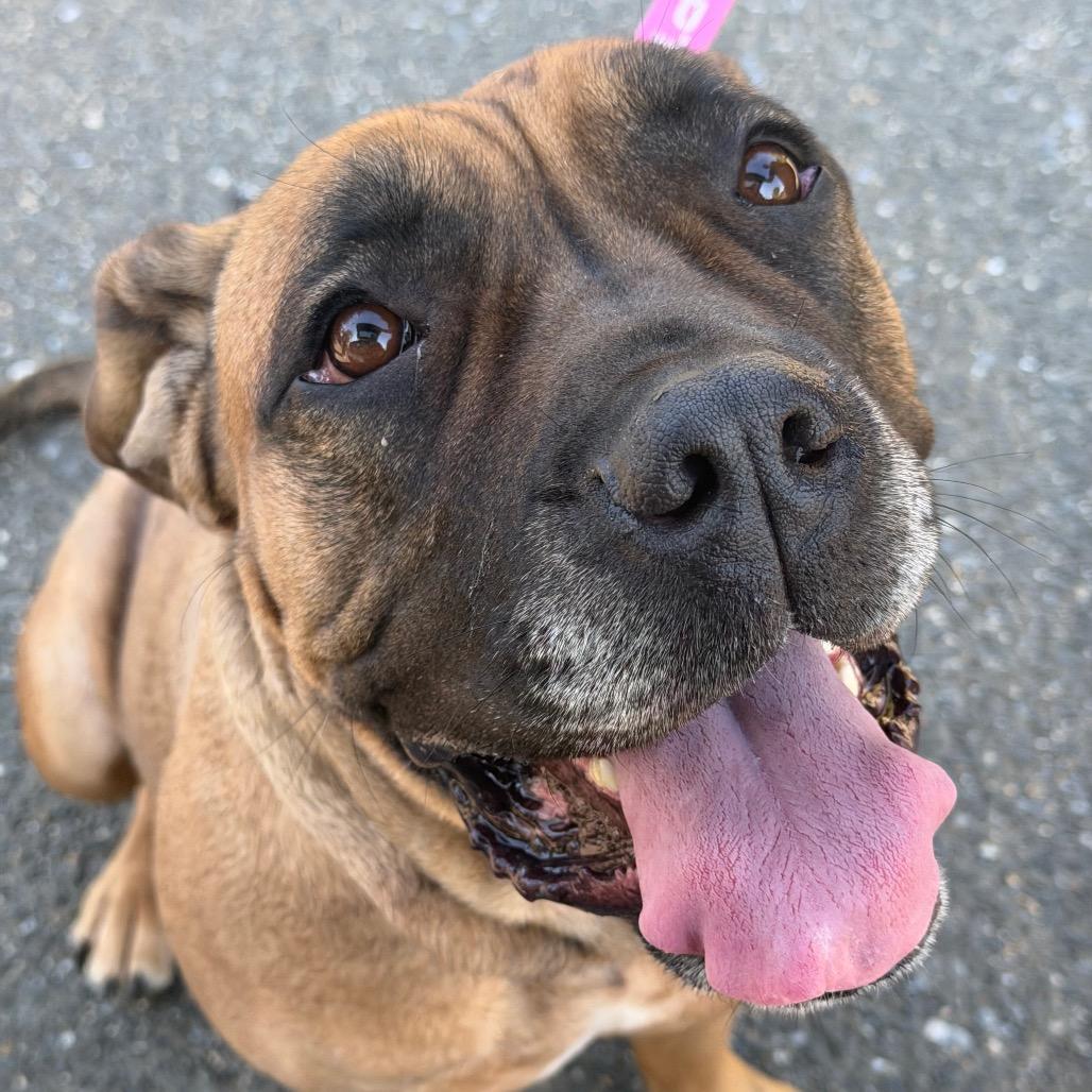 Saltine, a ADOPTABLE Mastiff in Arlington, VA image 3/6