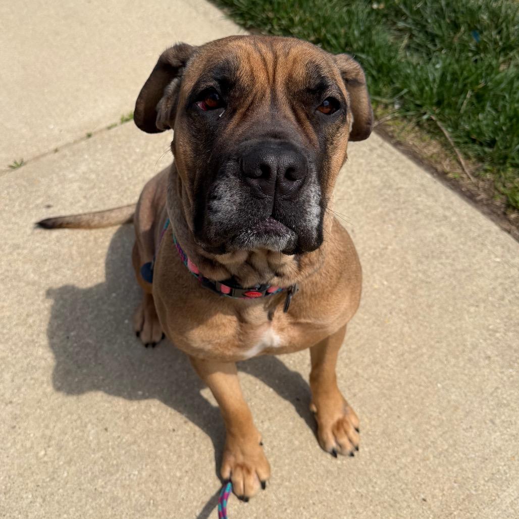 Saltine, a ADOPTABLE Mastiff in Arlington, VA image 1/6
