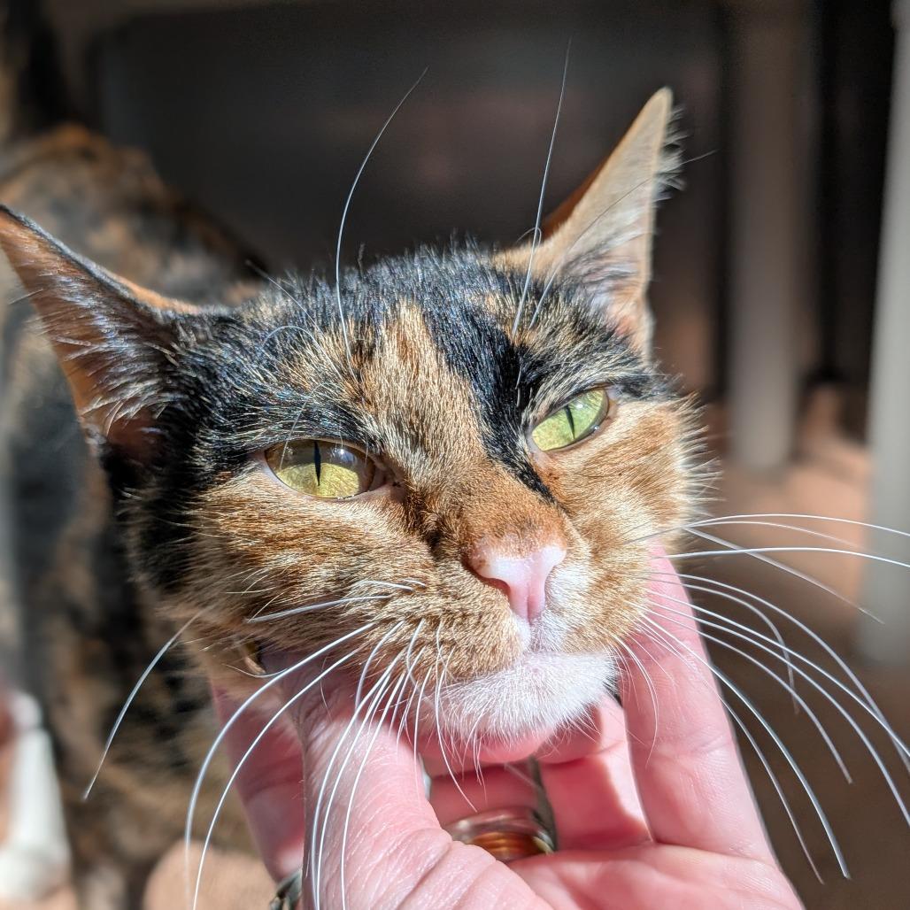 Honeydew Bumblebeans, Adoptable, Adult Female Domestic Short Hair.