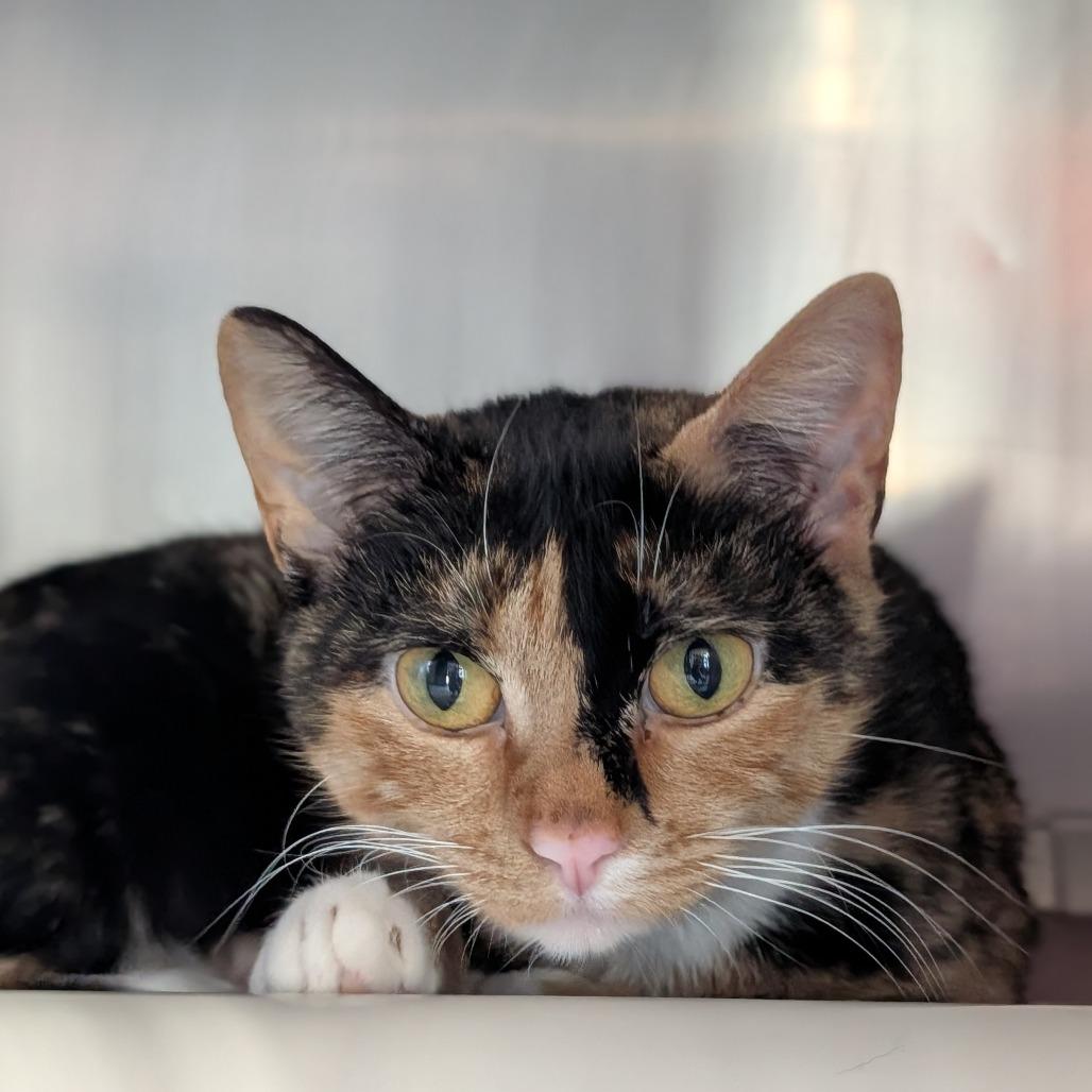 Honeydew Bumblebeans, a Adoptable Domestic Short Hair in Asheville, NC image 2/6