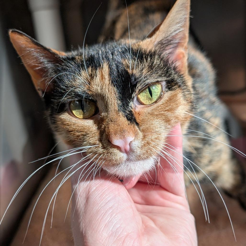 Honeydew Bumblebeans, a Adoptable Domestic Short Hair in Asheville, NC image 3/6