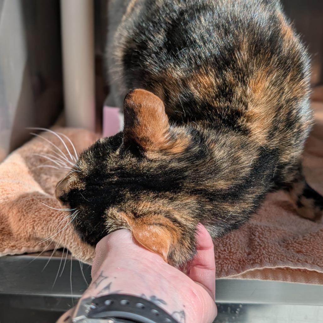 Honeydew Bumblebeans, a Adoptable Domestic Short Hair in Asheville, NC image 4/6