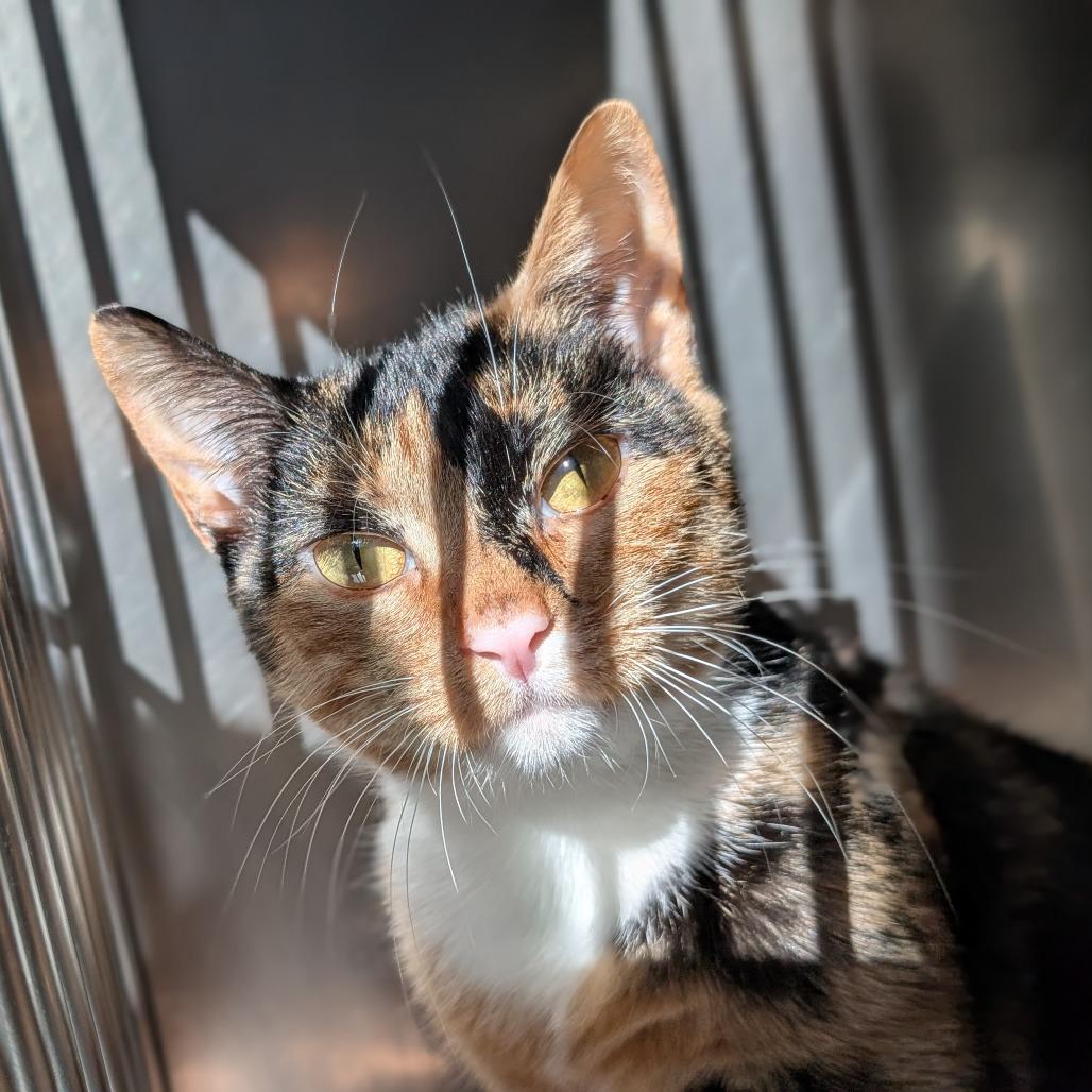 Honeydew Bumblebeans, a Adoptable Domestic Short Hair in Asheville, NC image 6/6