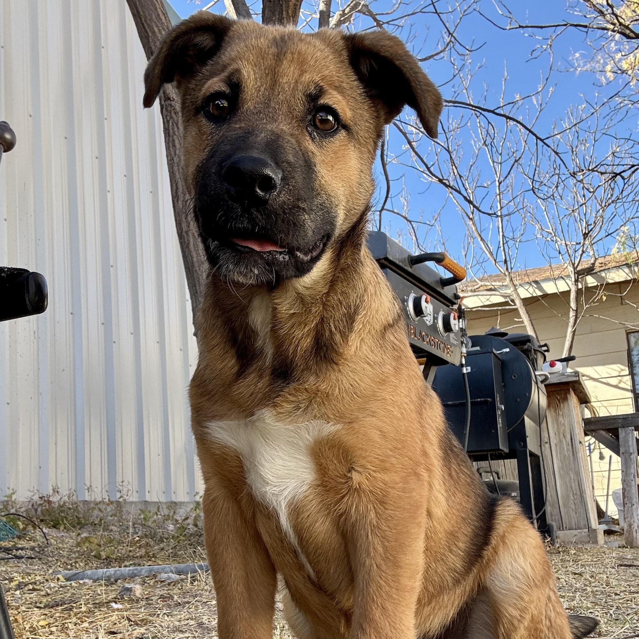 Enlarge Mr. Leno, a ADOPTABLE mixed breed in Marfa, TX image 4/6