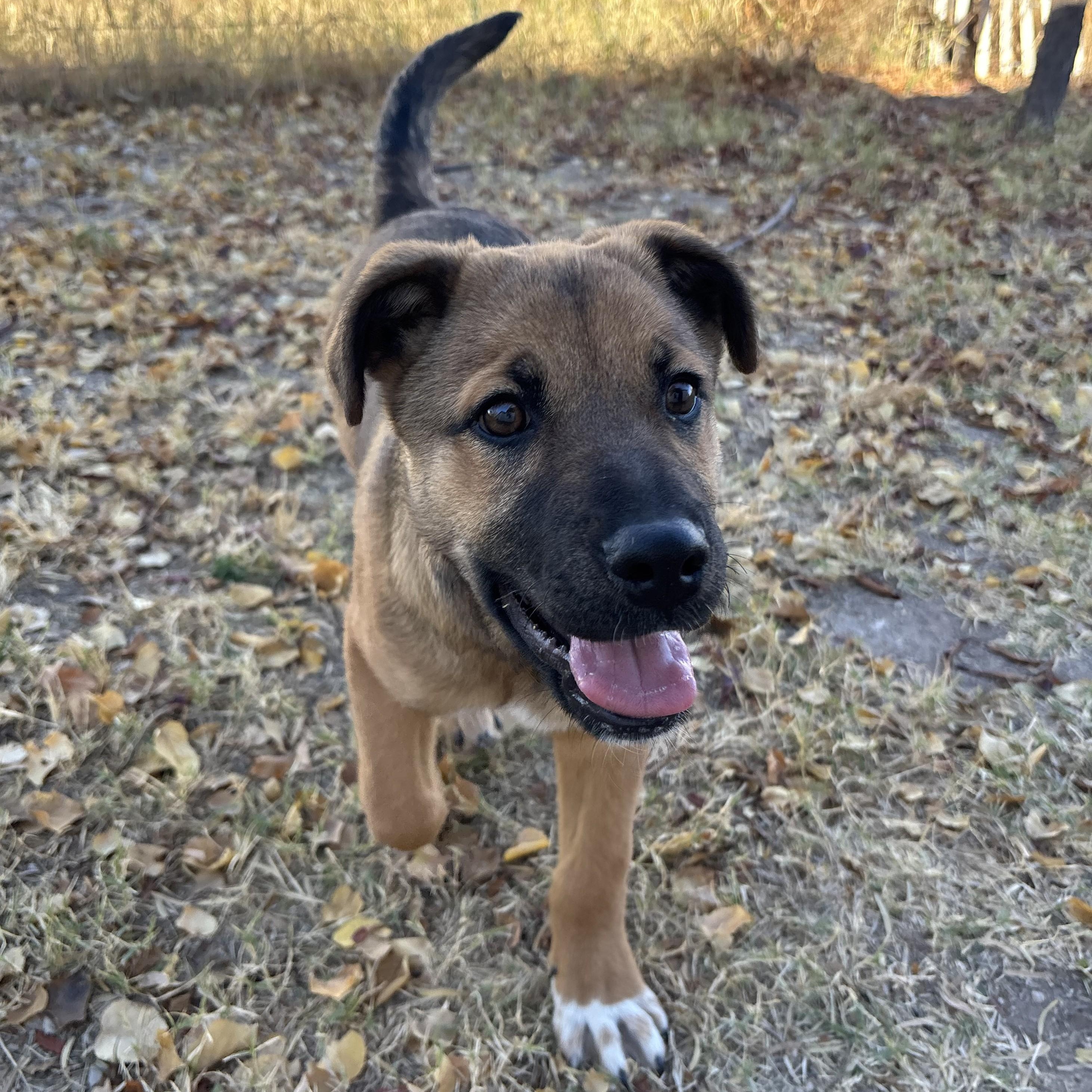 Enlarge Mr. Leno, a ADOPTABLE mixed breed in Marfa, TX image 2/6