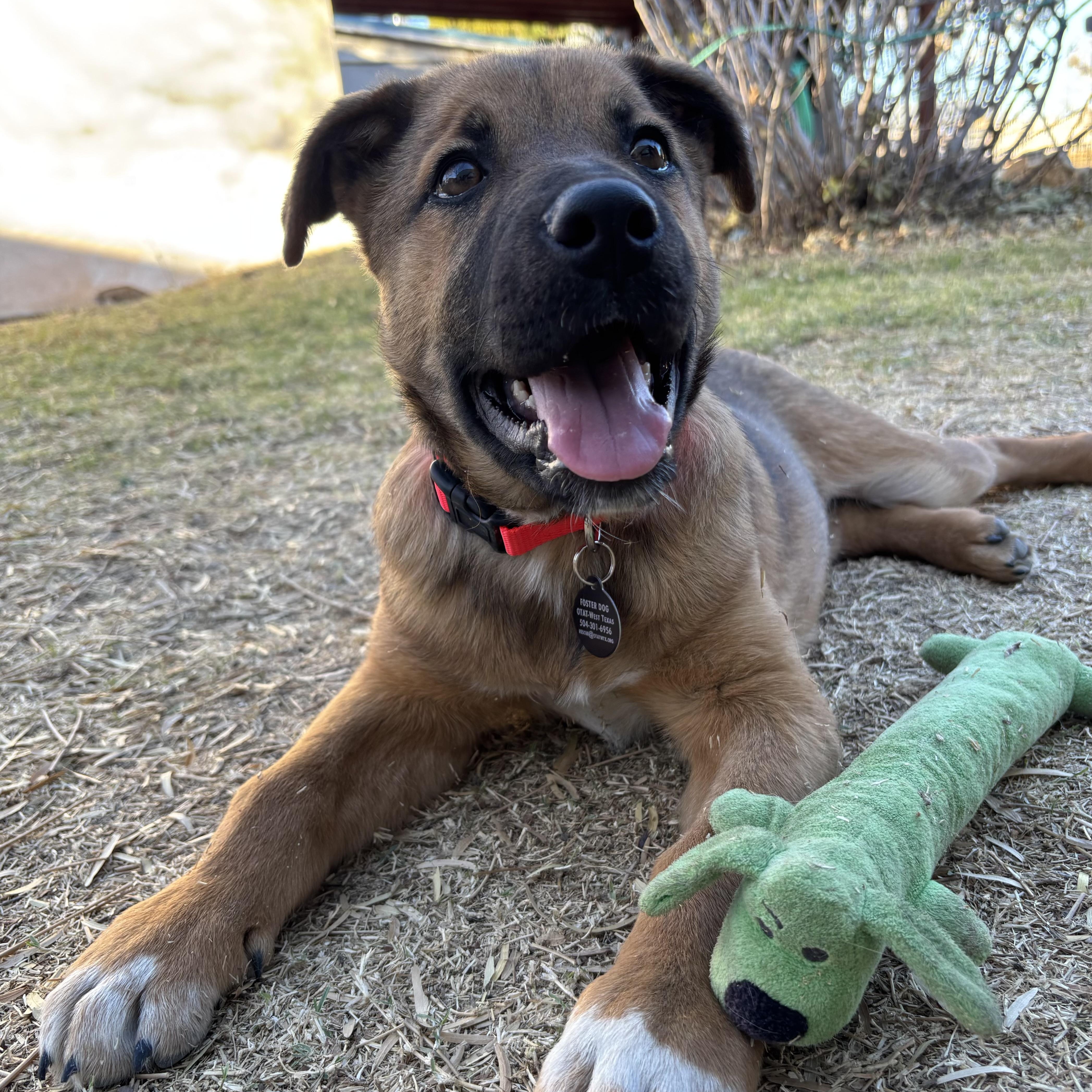 Enlarge Mr. Leno, a ADOPTABLE mixed breed in Marfa, TX image 1/6
