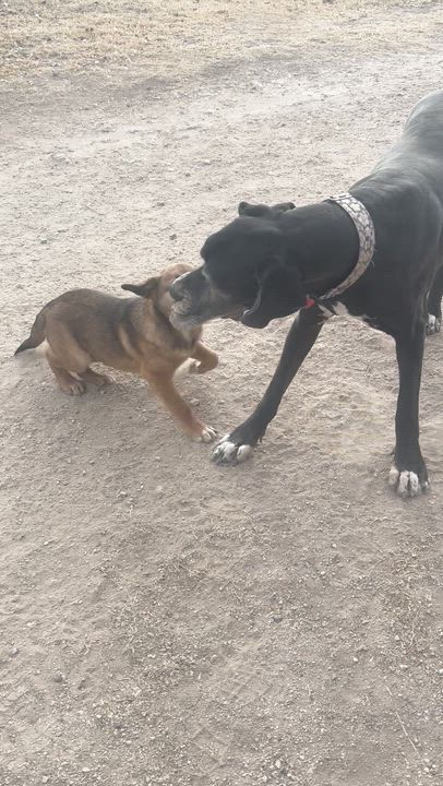 Enlarge Mr. Leno, a ADOPTABLE mixed breed in Marfa, TX video 5/6