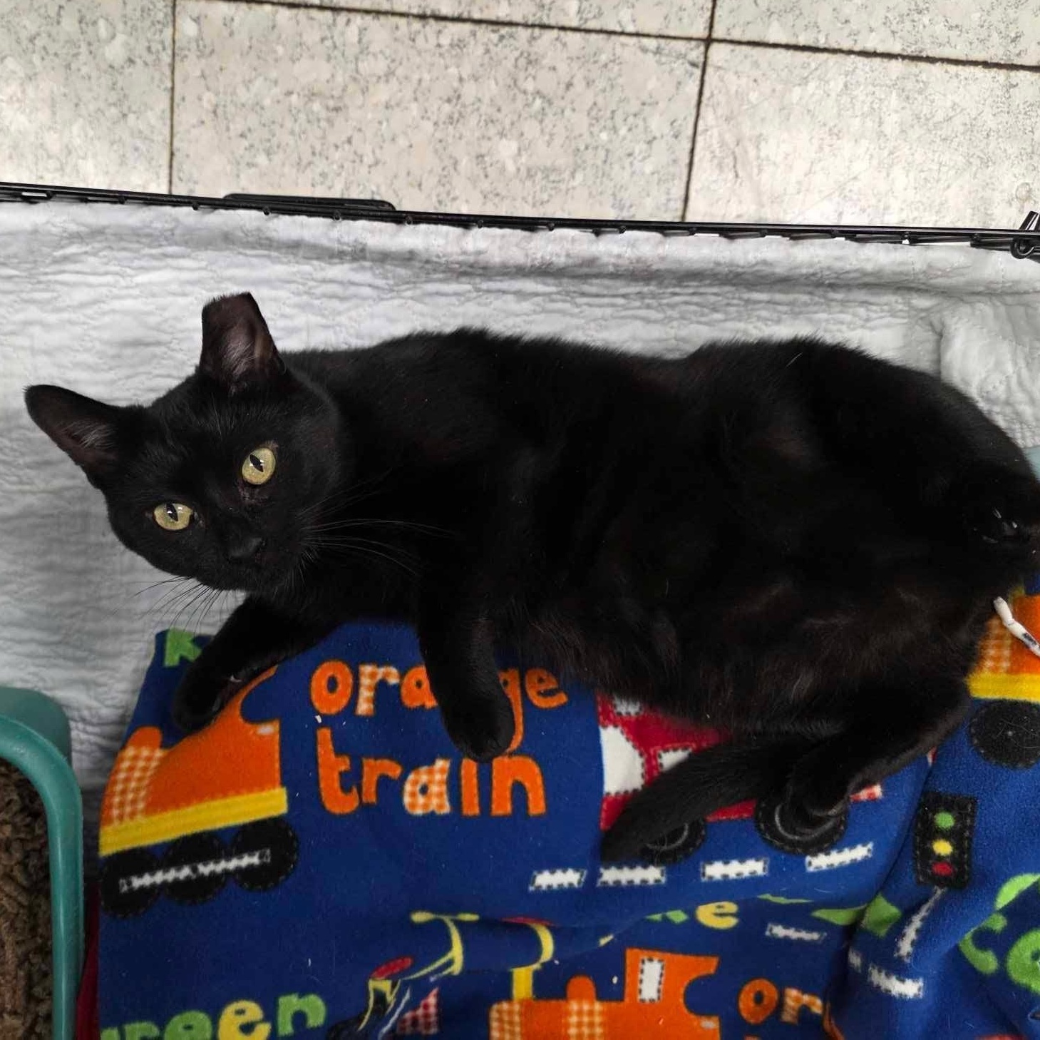 Enlarge Blackjack, a Adopted Domestic Short Hair in Newburgh, NY image 4/4