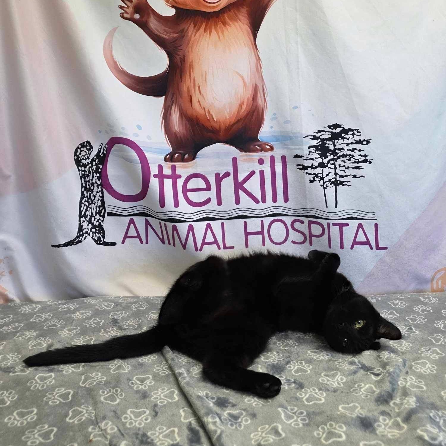 Enlarge Blackjack, a Adopted Domestic Short Hair in Newburgh, NY image 3/4