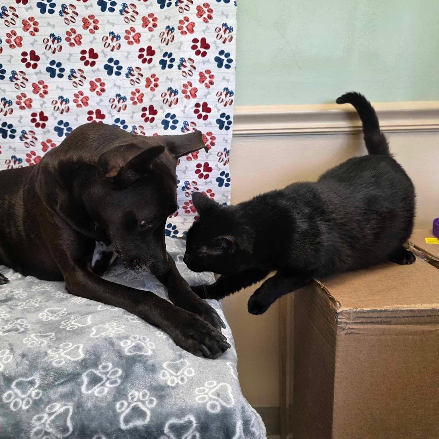 Enlarge Blackjack, a Adopted Domestic Short Hair in Newburgh, NY image 2/4