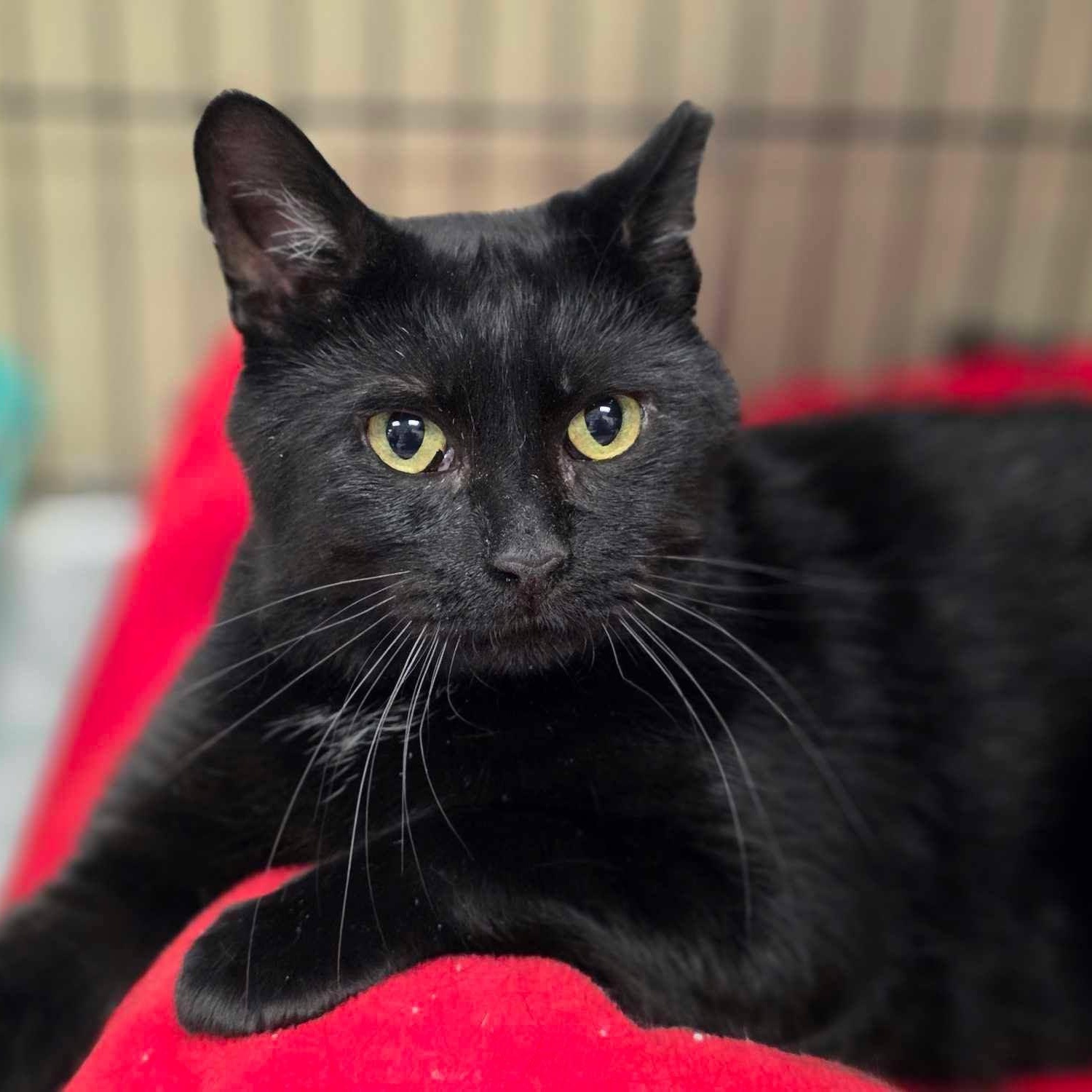 Blackjack, Adopted, Young Male Domestic Short Hair.