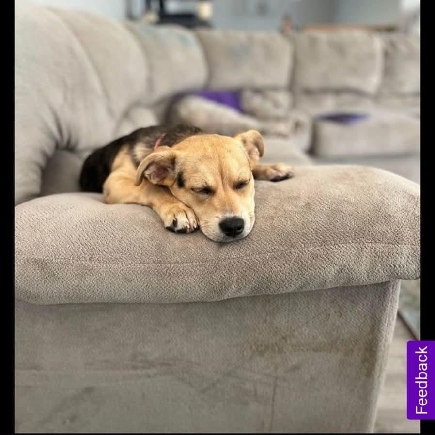 Ellie, a Adoptable mixed breed in Lafayette, TN image 2/5