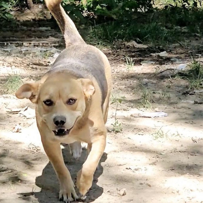 Ellie, a Adoptable mixed breed in Lafayette, TN image 4/5