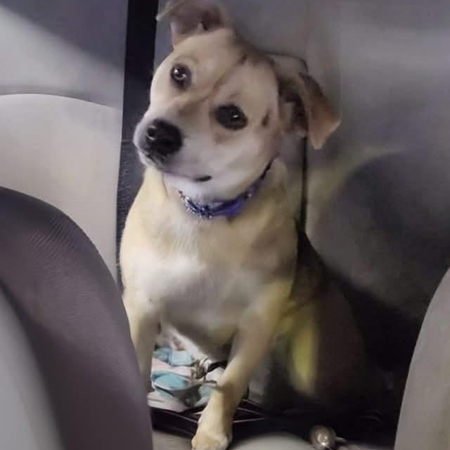 Ellie, a Adoptable mixed breed in Lafayette, TN image 1/5