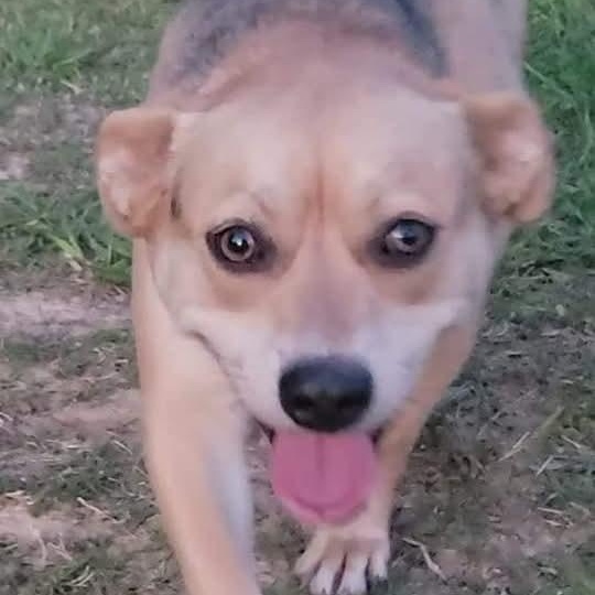 Ellie, a Adoptable mixed breed in Lafayette, TN image 3/5