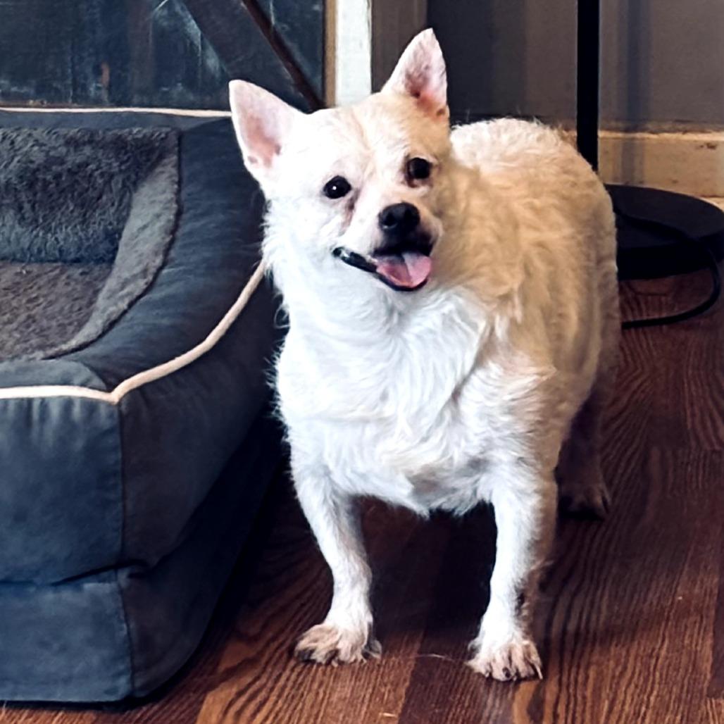 Arnold, Adoptable, Senior Male Terrier & Chihuahua.