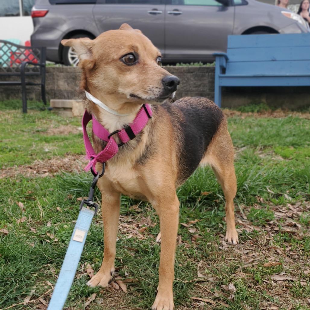 Enlarge Miami, a Adoptable Mixed Breed in Fredericksburg, VA image 1/6