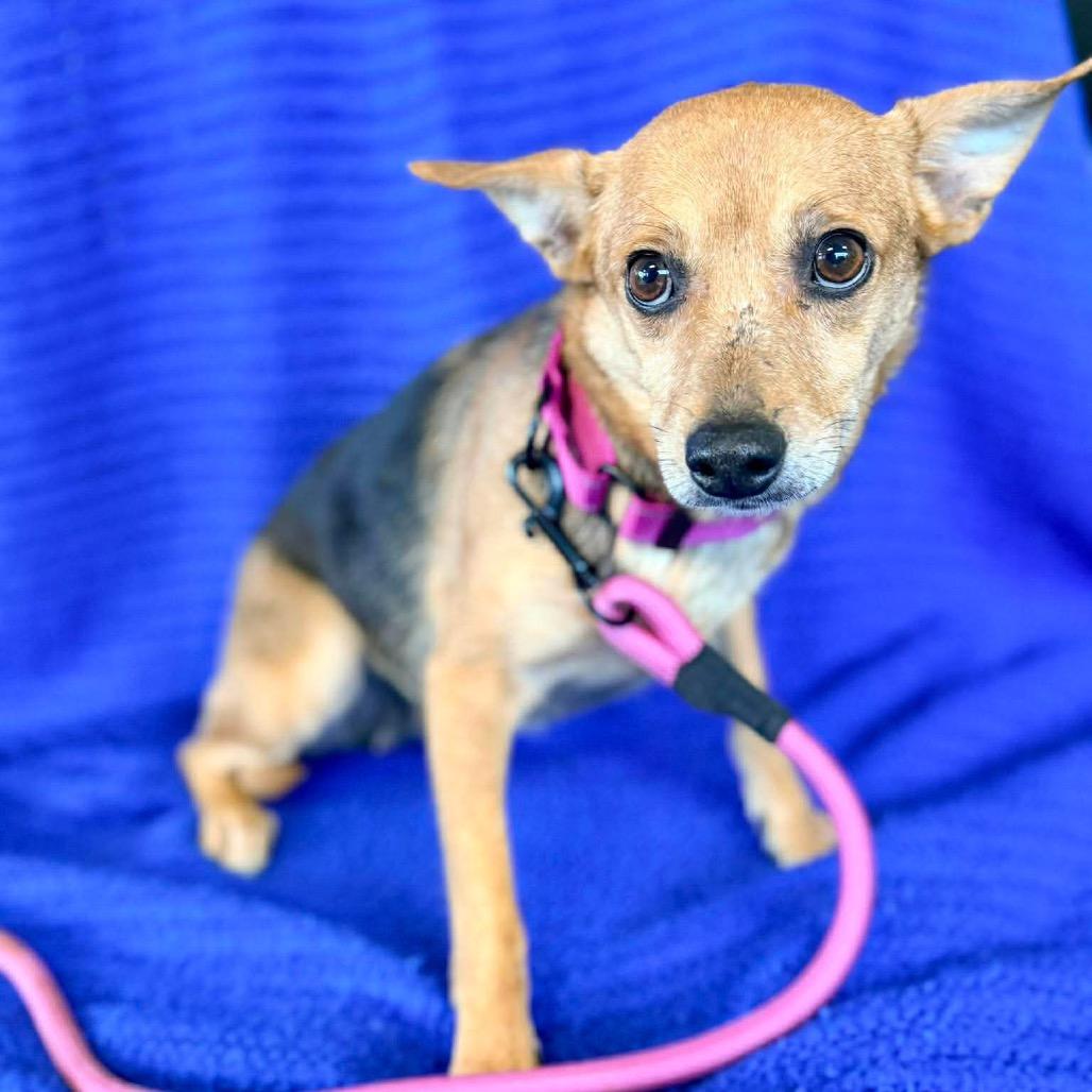 Enlarge Miami, a Adoptable Mixed Breed in Fredericksburg, VA image 2/6