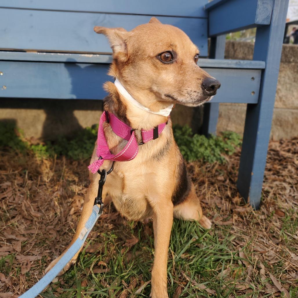 Enlarge Miami, a Adoptable Mixed Breed in Fredericksburg, VA image 3/6