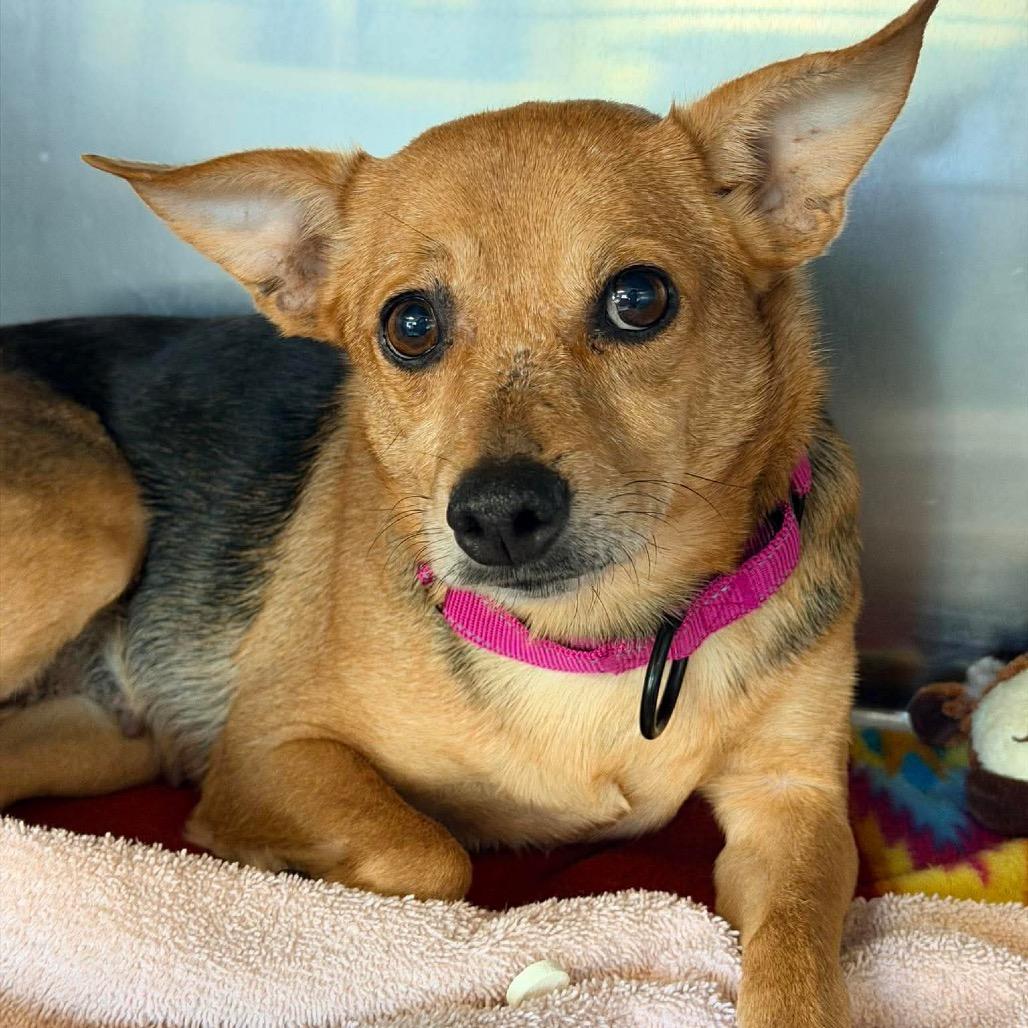 Enlarge Miami, a Adoptable Mixed Breed in Fredericksburg, VA image 4/6