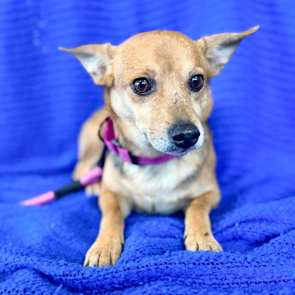 Enlarge Miami, a Adoptable Mixed Breed in Fredericksburg, VA image 5/6