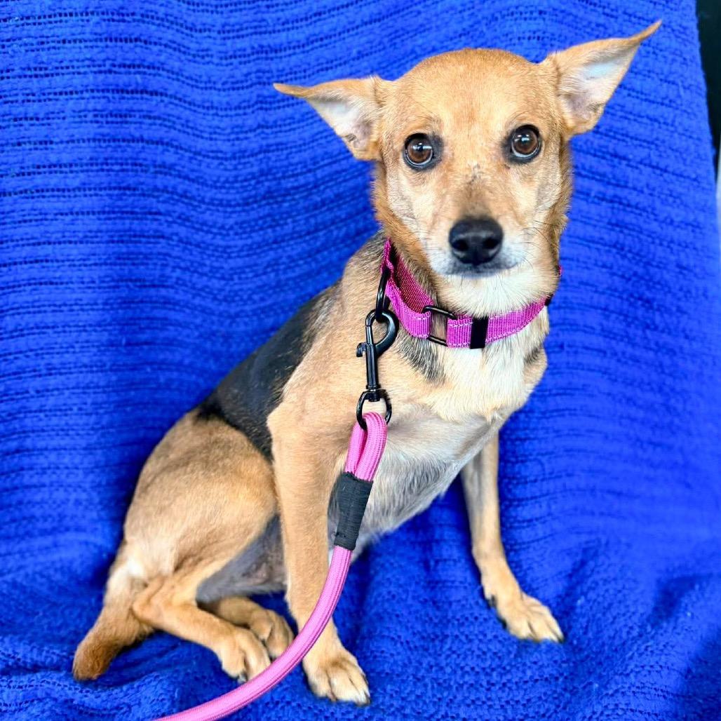 Enlarge Miami, a Adoptable Mixed Breed in Fredericksburg, VA image 6/6