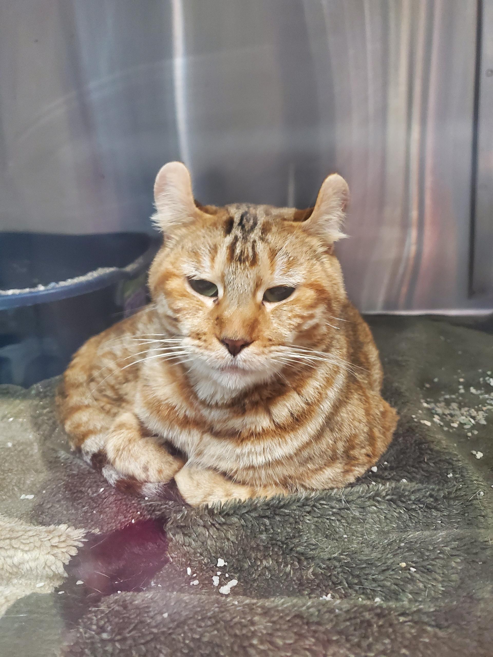 Enlarge Ruby, an adoptable Highland Fold in Zimmerman, MN image 1/1