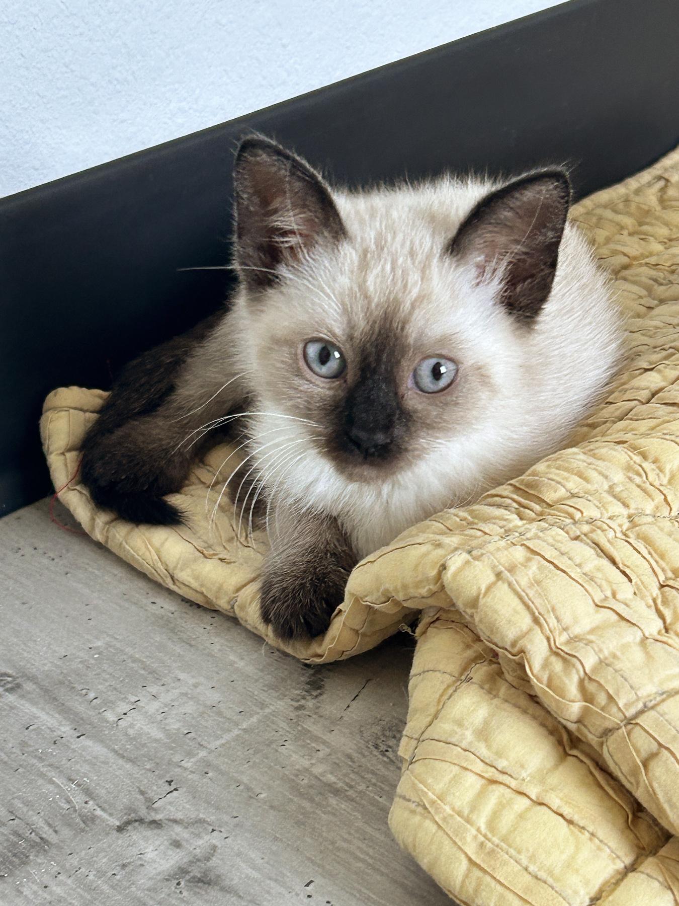 Enlarge Sushi, an adopted Siamese in Marble Falls, TX image 1/2