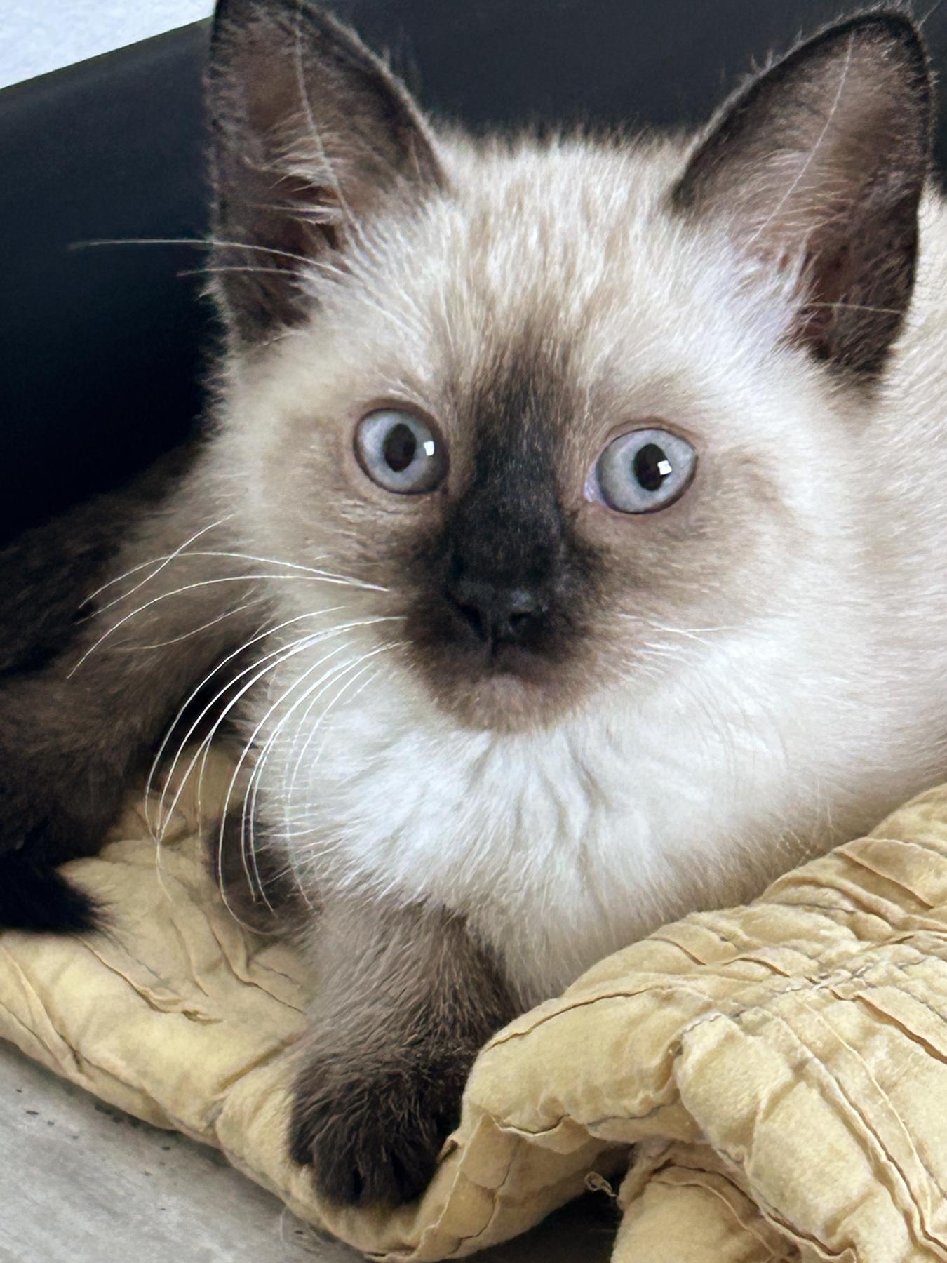 Enlarge Sushi, an adopted Siamese in Marble Falls, TX image 2/2