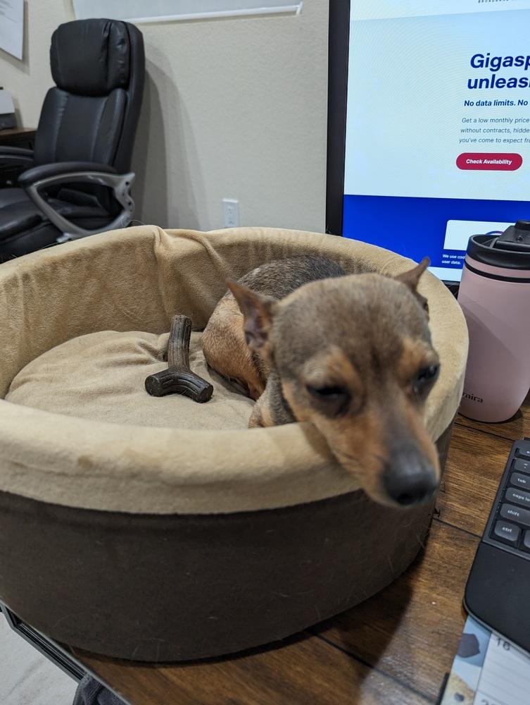 Betty3, Adopted, Adult Female Chihuahua.