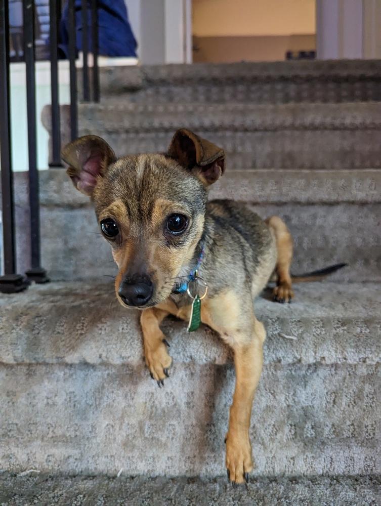 Betty3, a Adopted mixed breed in Littleton, CO image 3/5