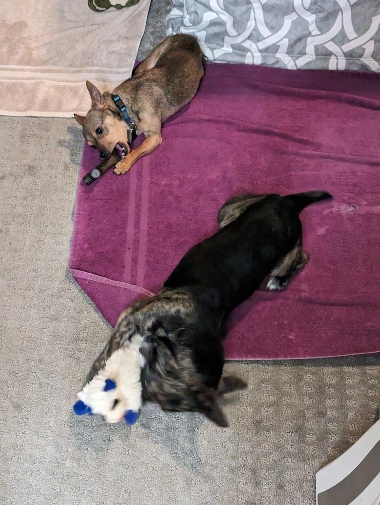 Betty3, a Adopted mixed breed in Littleton, CO image 4/5