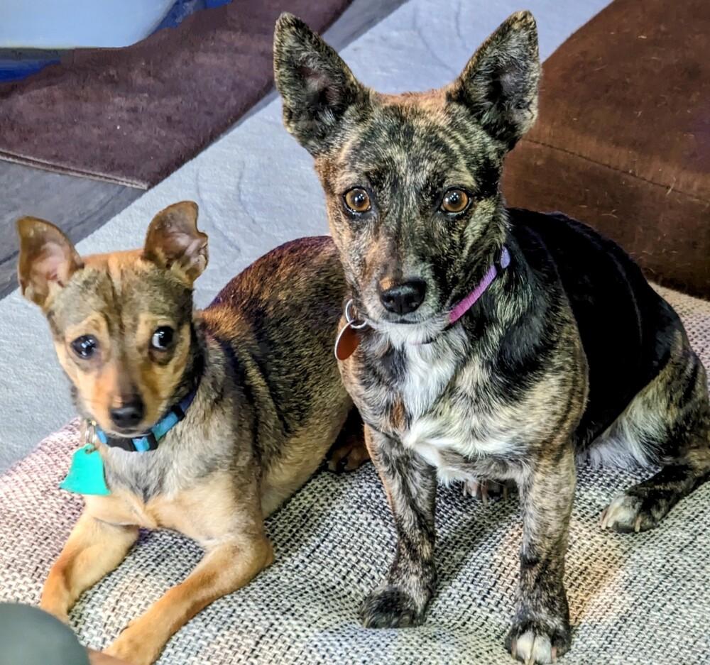 Betty3, a Adopted mixed breed in Littleton, CO image 5/5