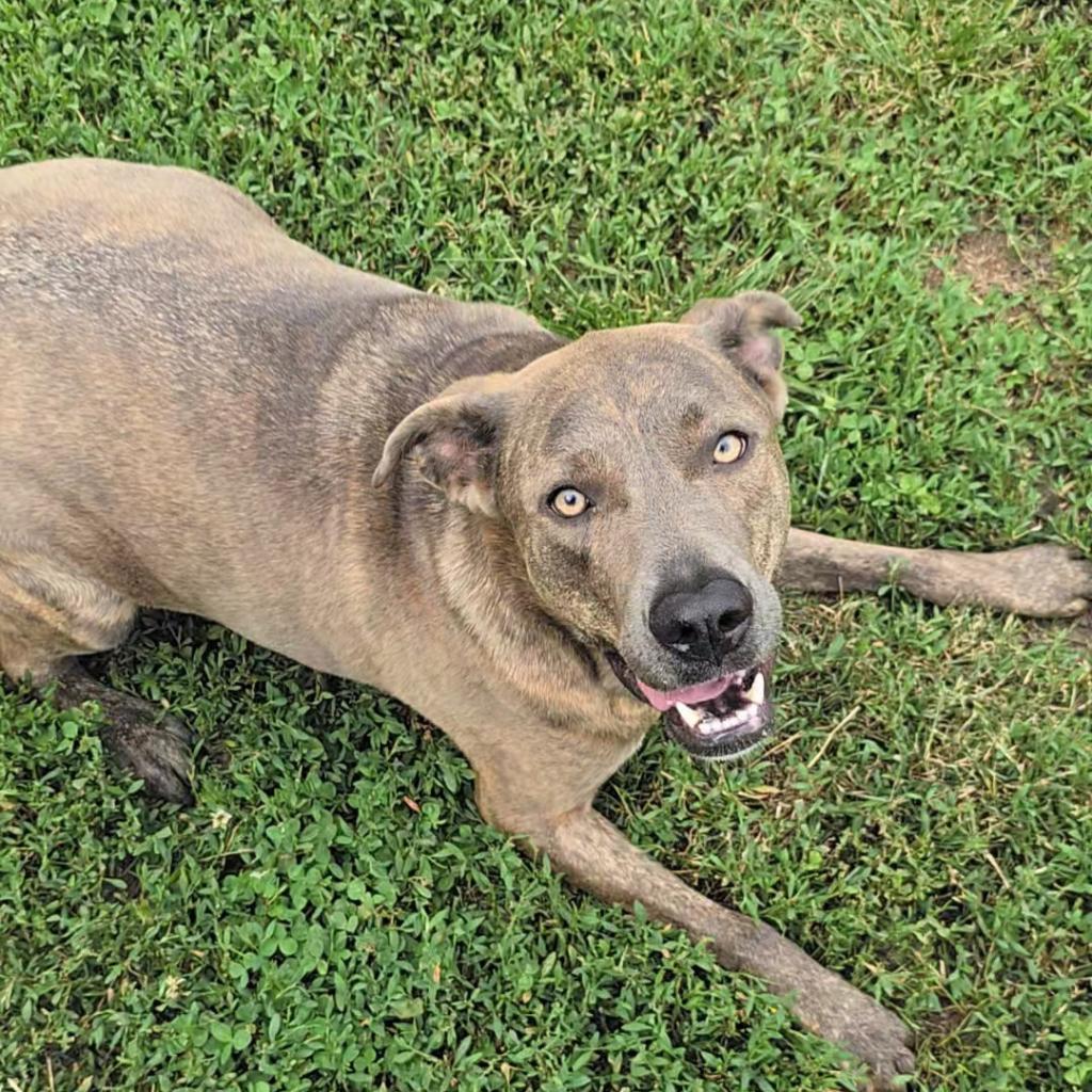 Enlarge Ollie, a Adoptable mixed breed in Peculiar, MO image 1/6