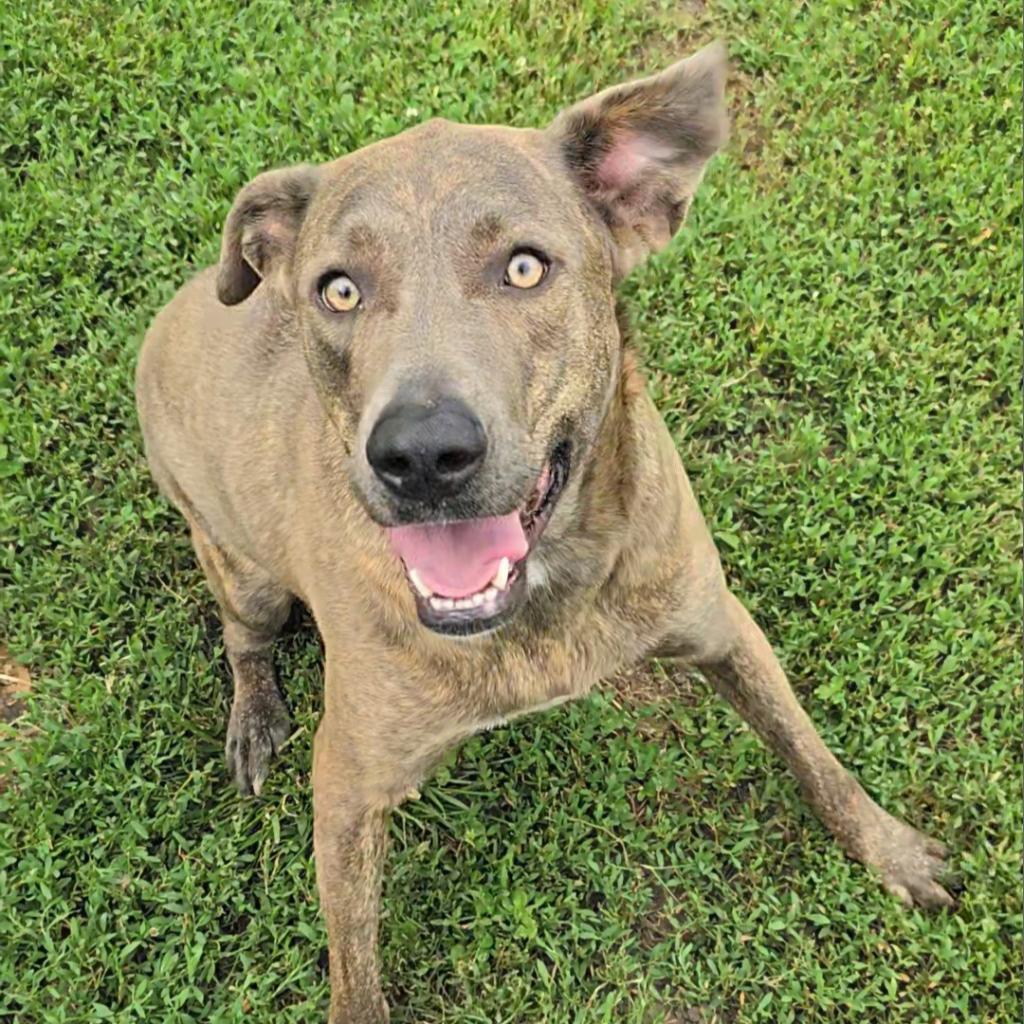 Enlarge Ollie, a Adoptable mixed breed in Peculiar, MO image 4/6