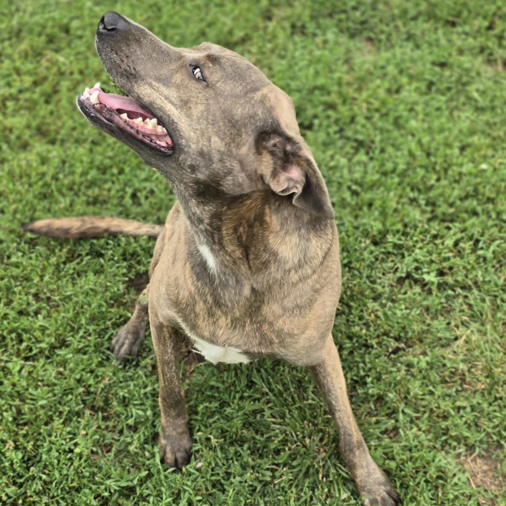 Enlarge Ollie, a Adoptable mixed breed in Peculiar, MO image 5/6