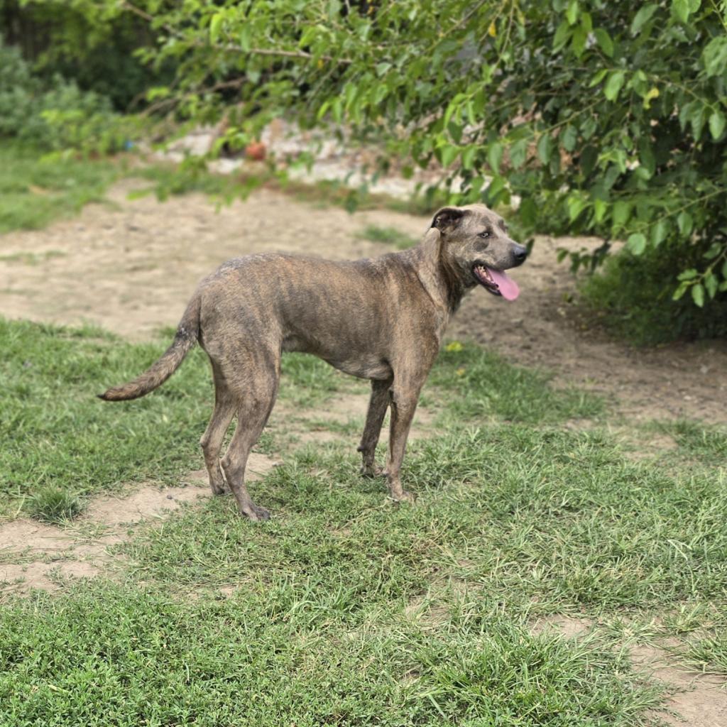 Enlarge Ollie, a Adoptable mixed breed in Peculiar, MO image 6/6