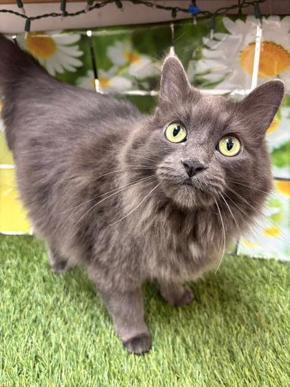 CoCO **Bonded w/ Sky**