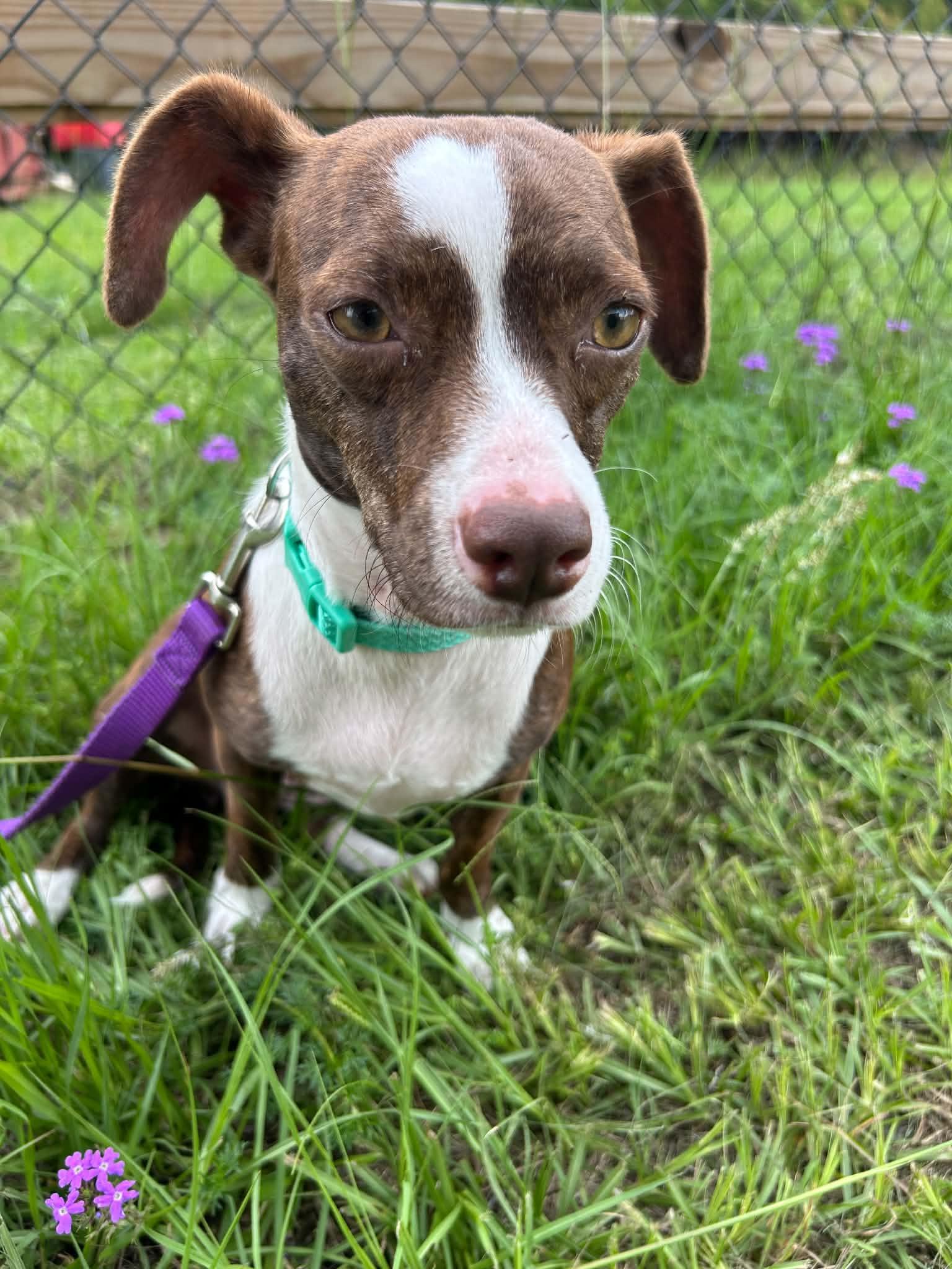Vera, Adoptable, Adult Female Chihuahua.