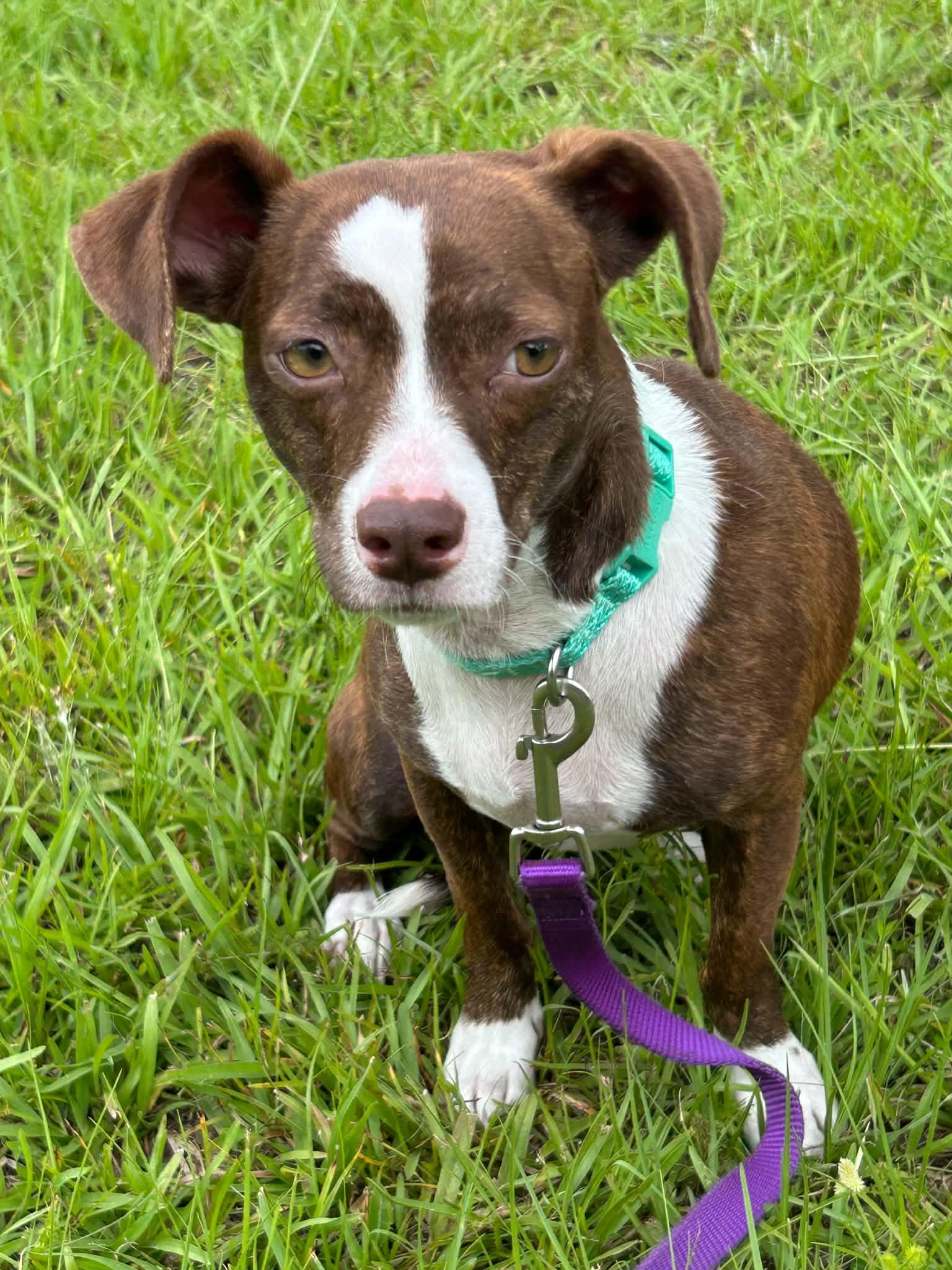 Vera, a Adoptable Chihuahua in Tarrytown, GA image 2/3
