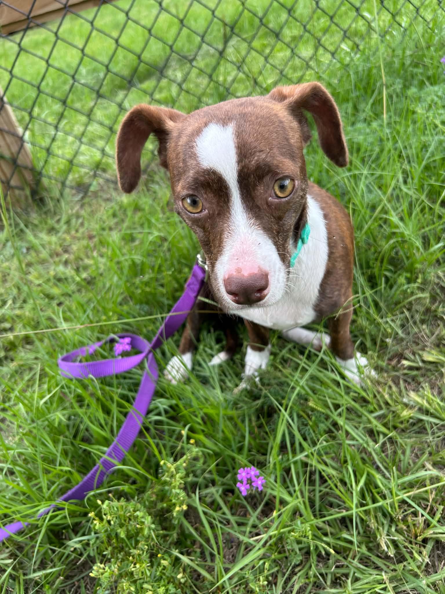 Vera, a Adoptable Chihuahua in Tarrytown, GA image 3/3