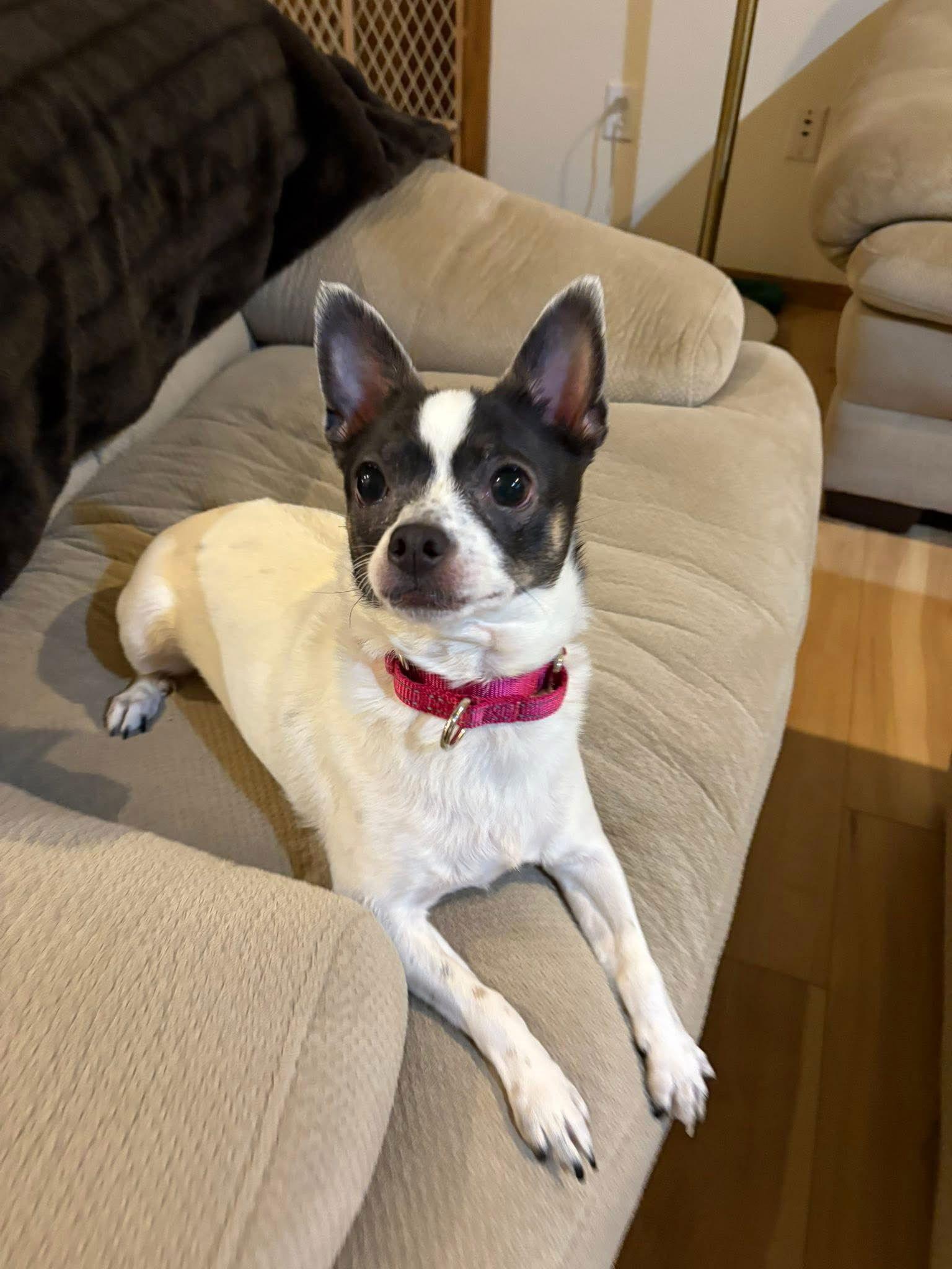 Nala, Adoptable, Adult Female Chihuahua.