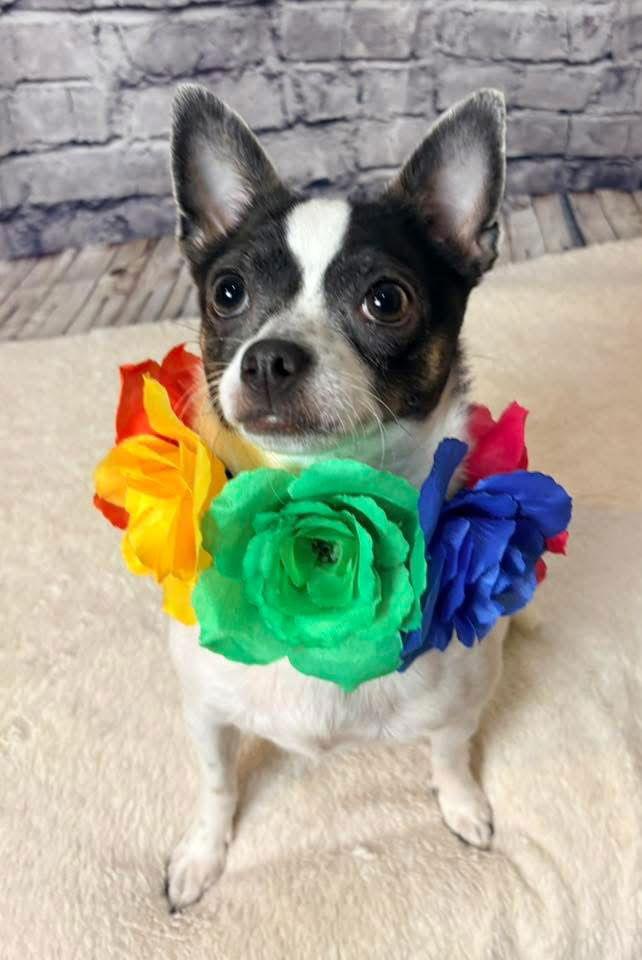 Enlarge Nala, a Adoptable Chihuahua in New London, WI image 2/3