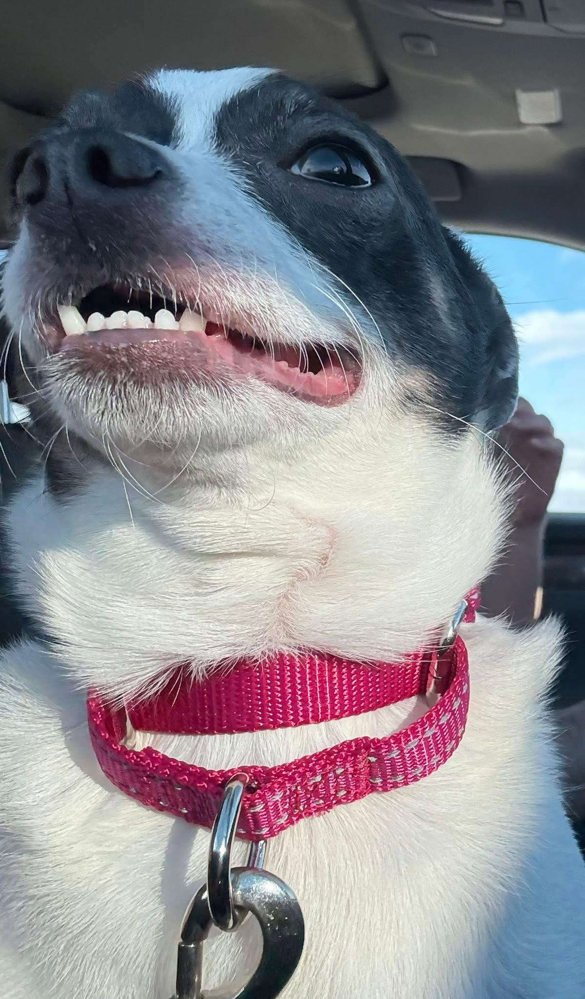 Enlarge Nala, a Adoptable Chihuahua in New London, WI image 3/3