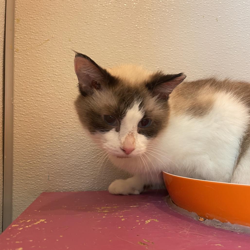 Enlarge Biscuit, a Adoptable Domestic Short Hair in West Des Moines, IA image 1/4