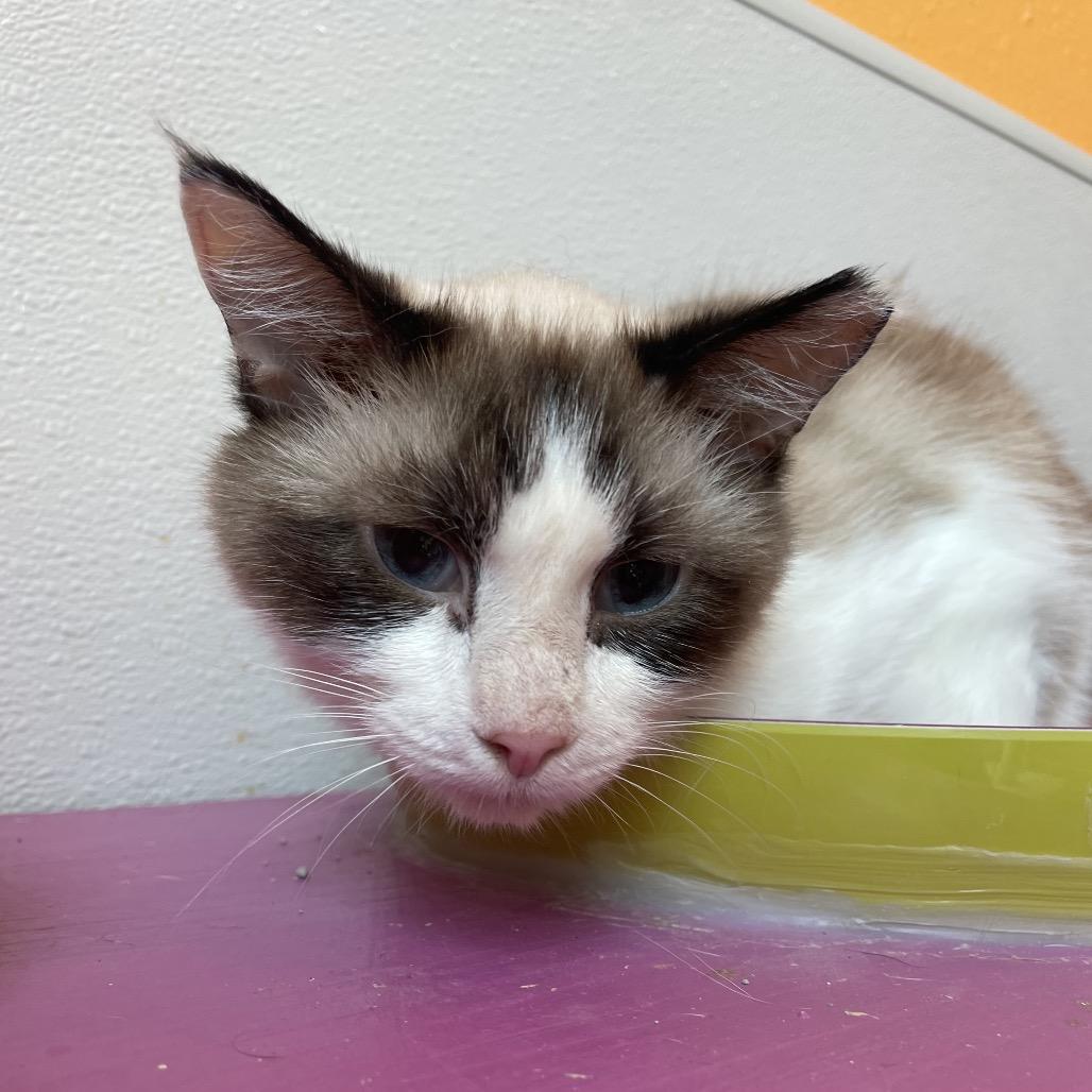 Enlarge Biscuit, a Adoptable Domestic Short Hair in West Des Moines, IA image 2/4