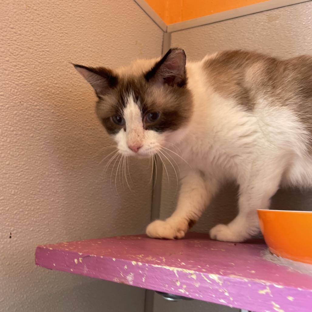 Enlarge Biscuit, a Adoptable Domestic Short Hair in West Des Moines, IA image 3/4