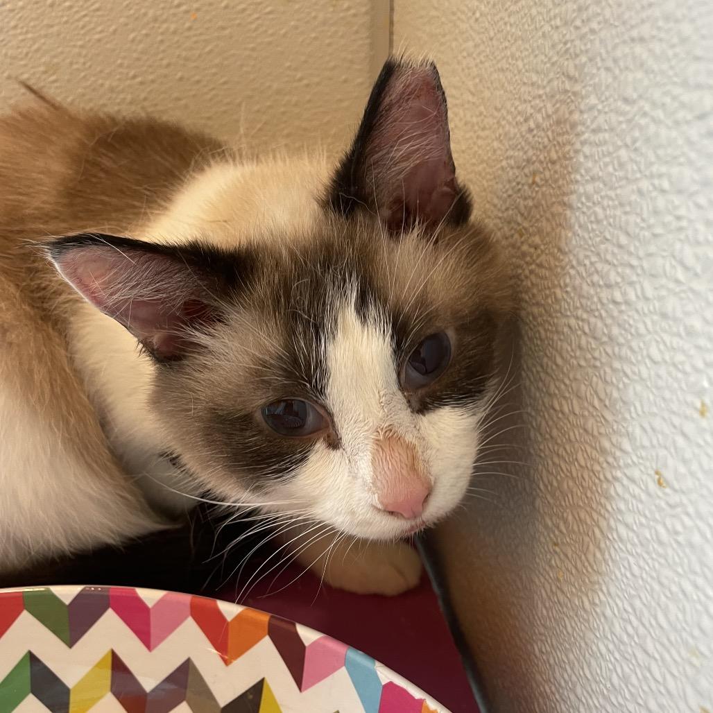 Enlarge Biscuit, a Adoptable Domestic Short Hair in West Des Moines, IA image 4/4