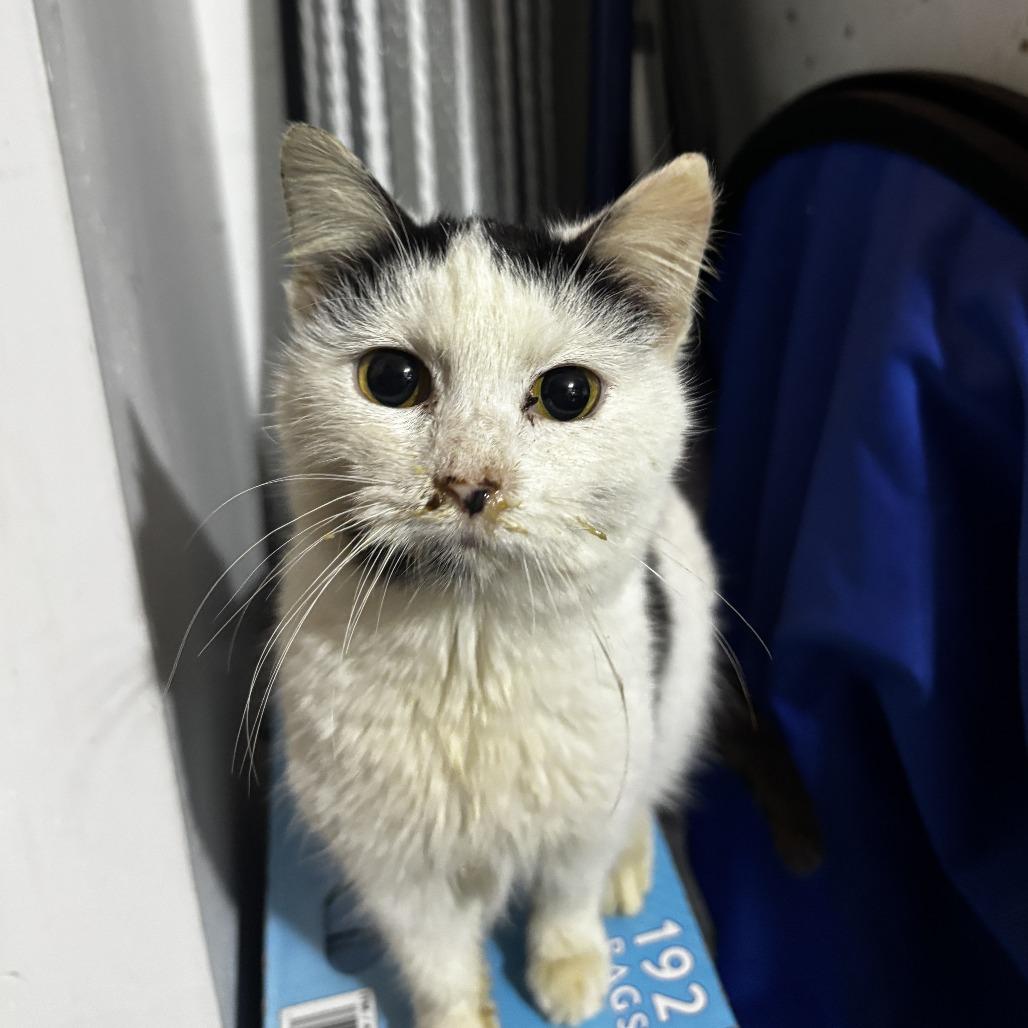 Charmaine, Adoptable, Young Female Domestic Short Hair.