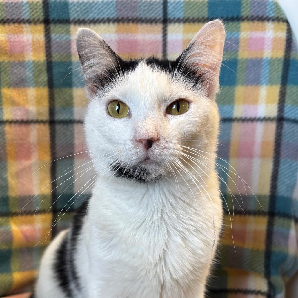 Enlarge Charmaine, a Adoptable Domestic Short Hair in Mount Juliet, TN image 2/3